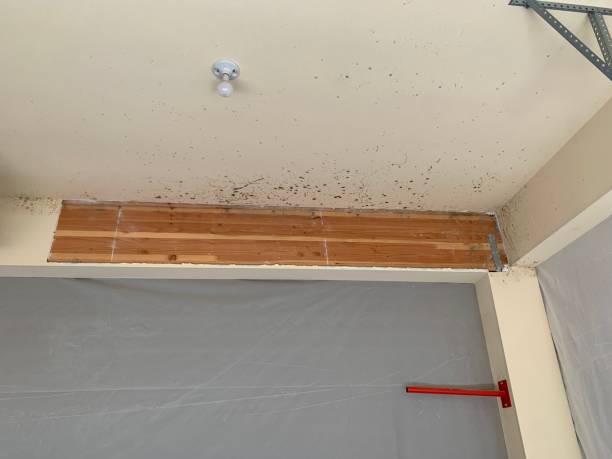 Best Emergency Mold Remediation  in Spring Grove, PA